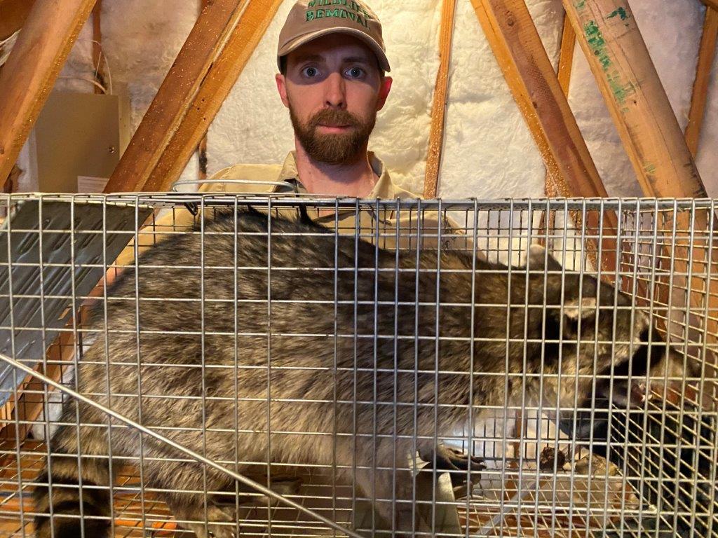 Providence raccoon trapping